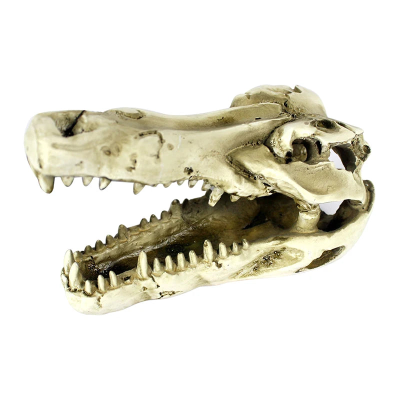 Crocodile Skull