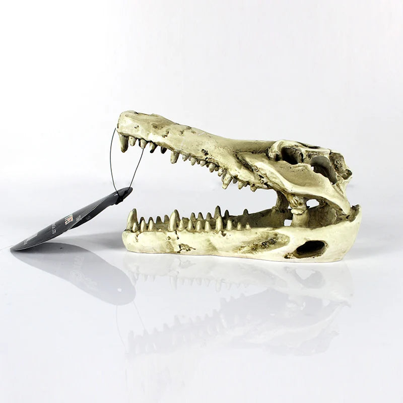 Crocodile Skull