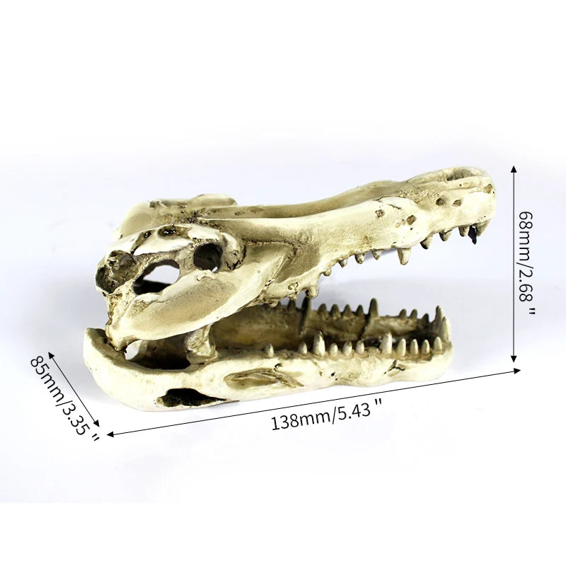 Crocodile Skull