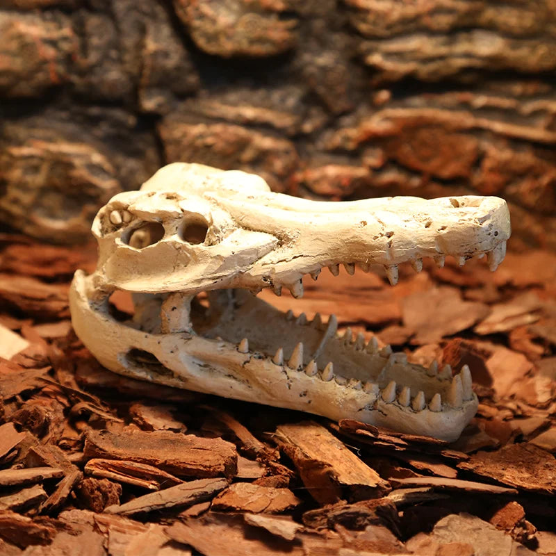 Crocodile Skull