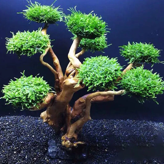 Driftwood Aquatic Tree