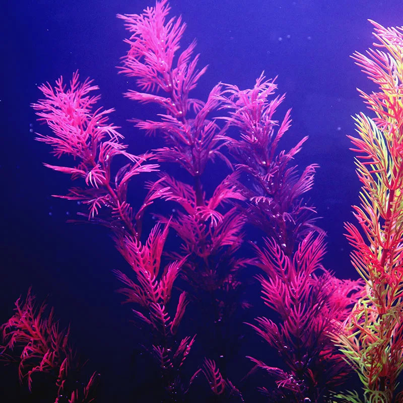 Vibrant Aquarium Plants 65 Varieties