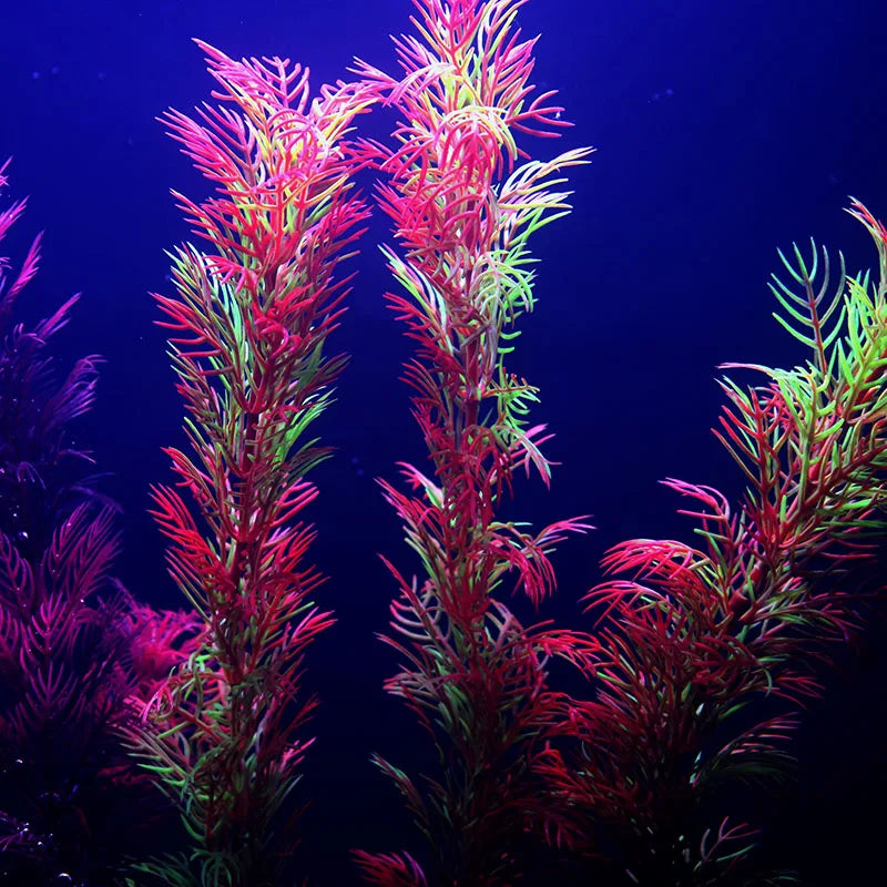 Vibrant Aquarium Plants 65 Varieties